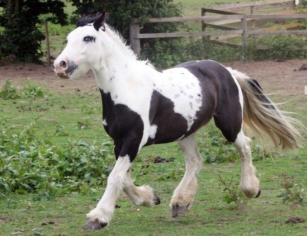 magnifique cheval