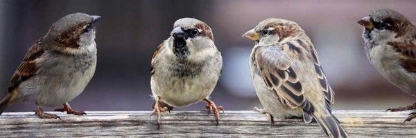 bon...cé...beau le printemps