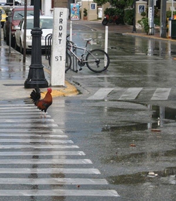 coq coq..en vacance....hi.hi..