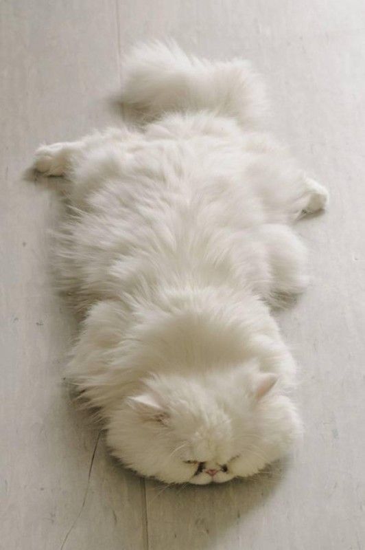 chat suis en manque hi.hi..