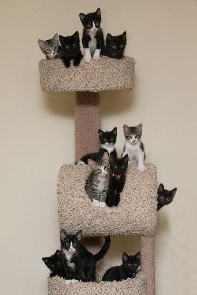 Funny cats