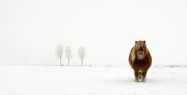 poney en hiver