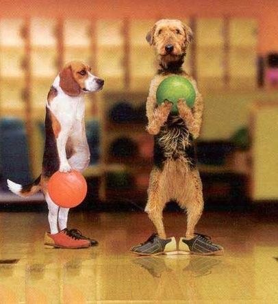Chien joue au bowling