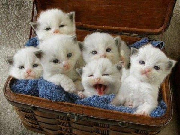 Chatons de l'année...