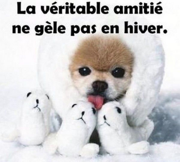 mes amitiés