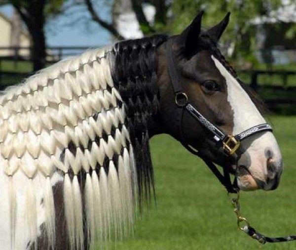 Vrai.. un cowboy lui prend une monture....