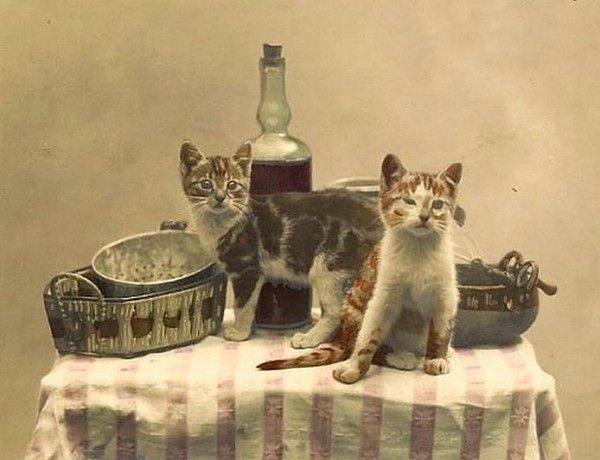 chat picolle