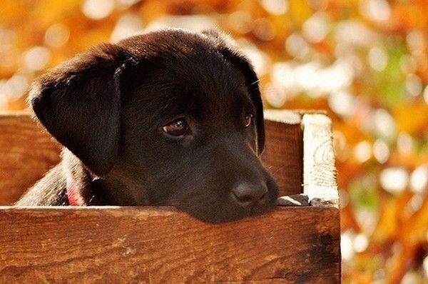 chien 