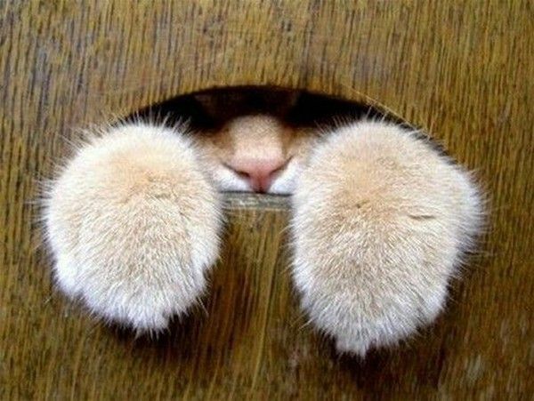 un coucou....hi..hi..
