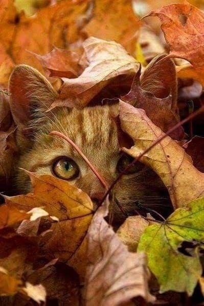 chat