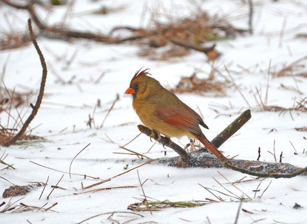 cardinal femelle...