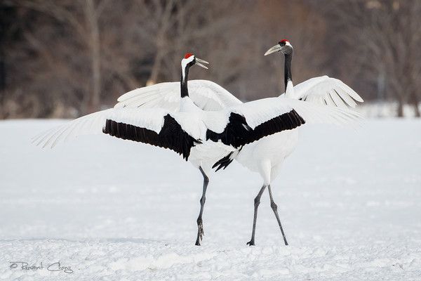 et l'on danse.....