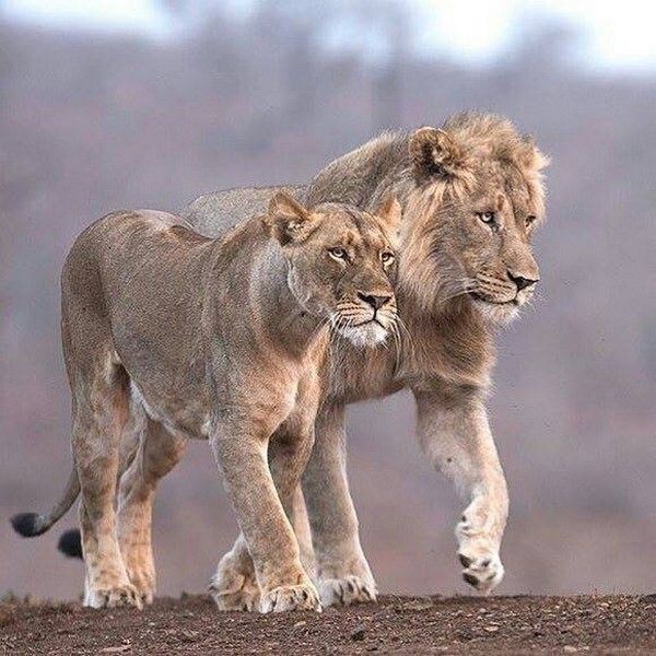 beau couple