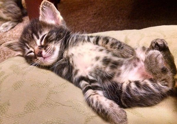je fais que chat..hi.hi..