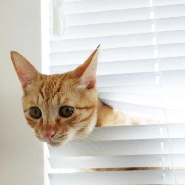 chat chat fais