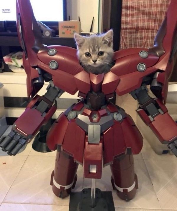 iron cat