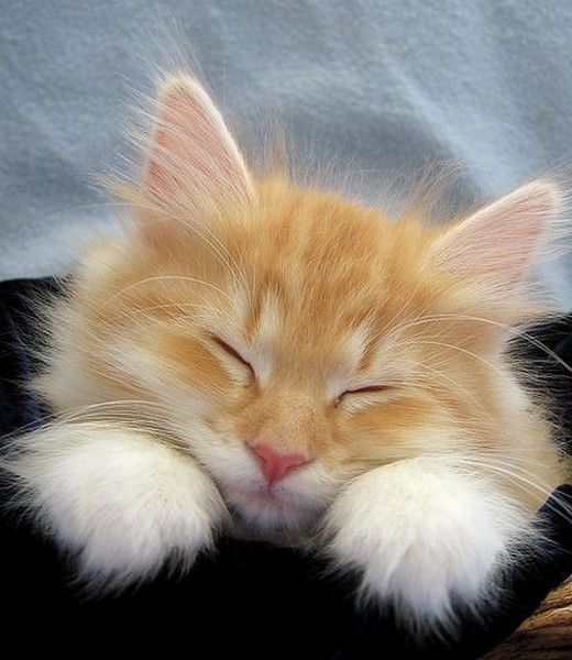 chat sent le
