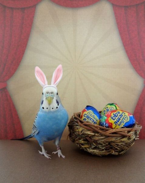 Un oiseau..de pâques