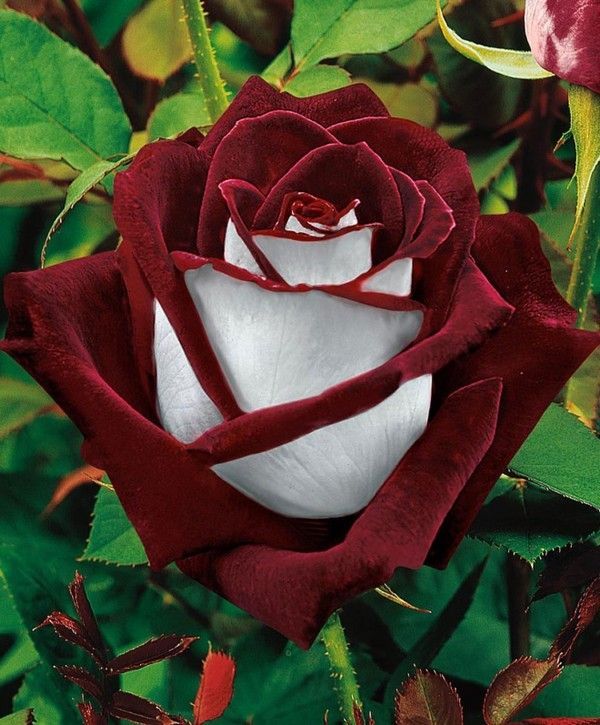 Une rose dans une rose
