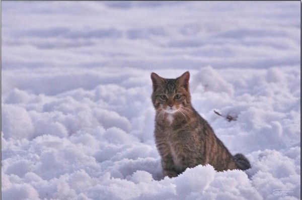 moi...hiver...chat