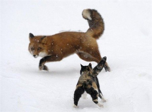 chat visite un renard....