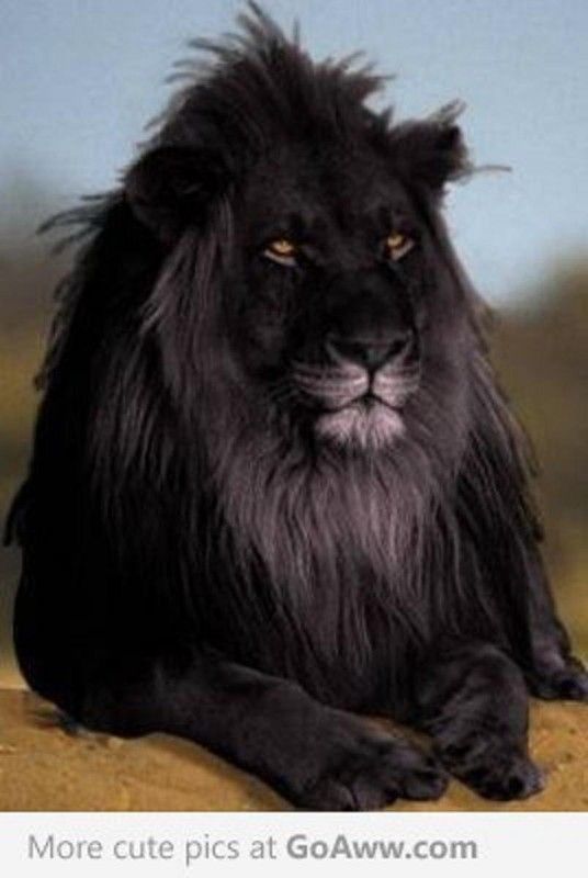 Un lion noir....