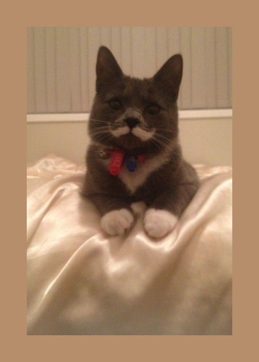 Chat moustache....