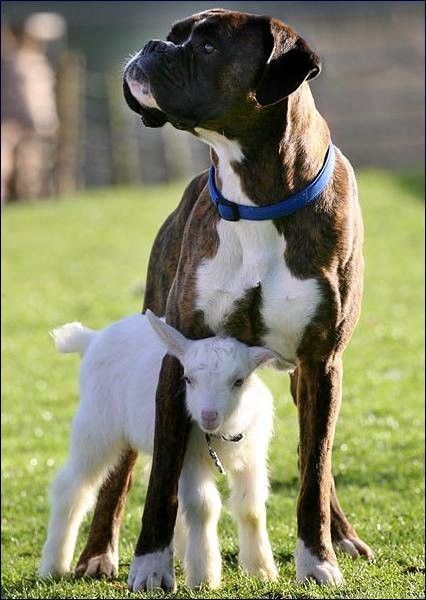 Un chien protecteur...