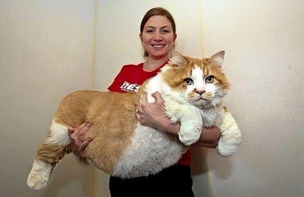 gros gros chat