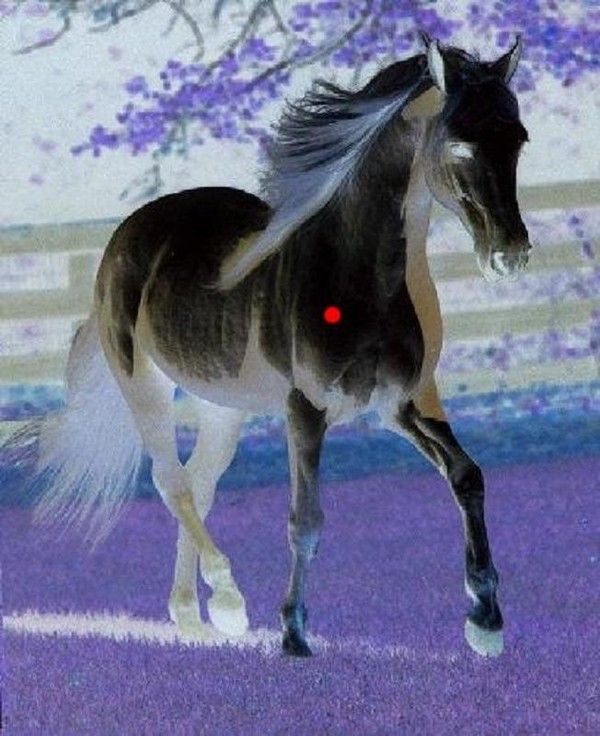 Horse ilusion....