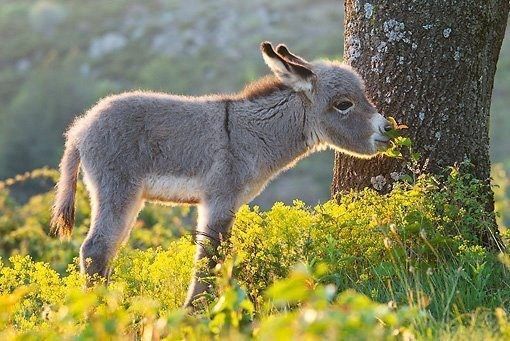 bébé...saison..hi.hi..