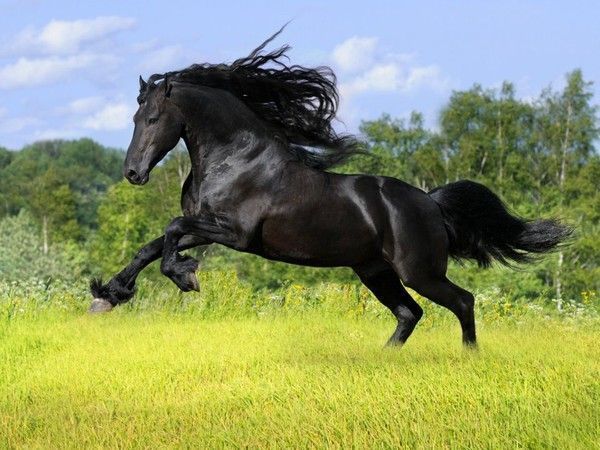 Un très beau cheval
