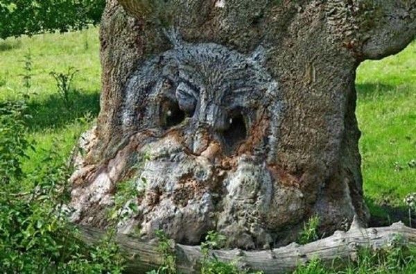 Un arbre hibou...