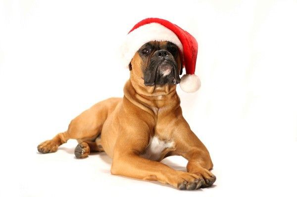 chien de noel...