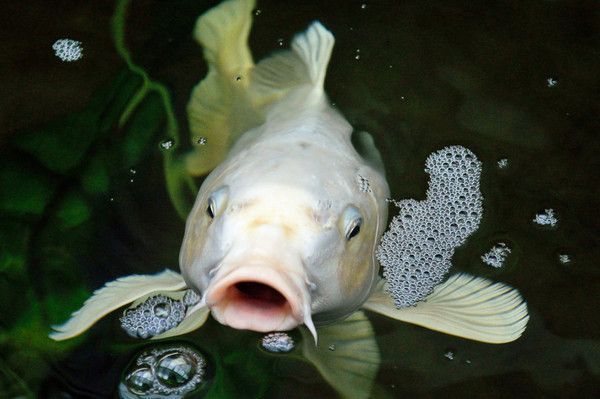 poisson blanc....