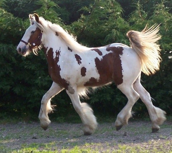 Un jolie Paint Horse