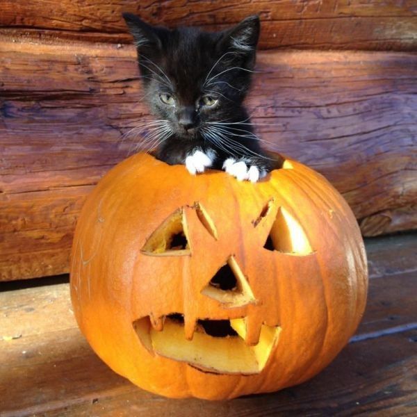 Chat halloween