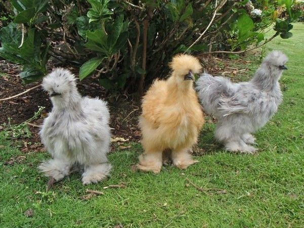 Oh..oh...les poules de luxe....