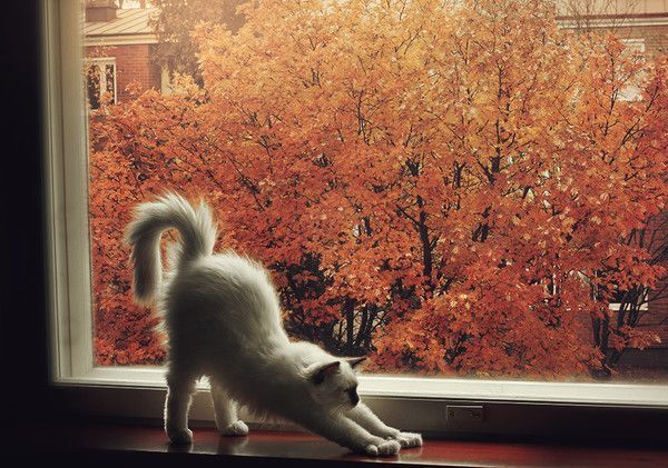Un tit chat automne