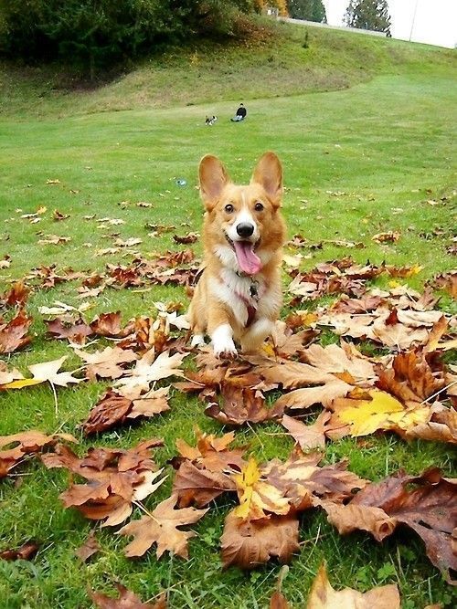 chien automne