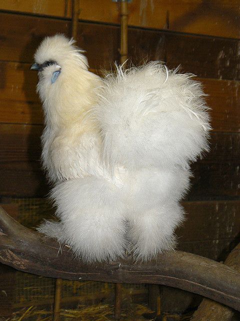 Poule de luxe