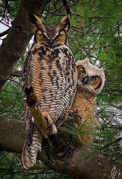 Couples de hibou