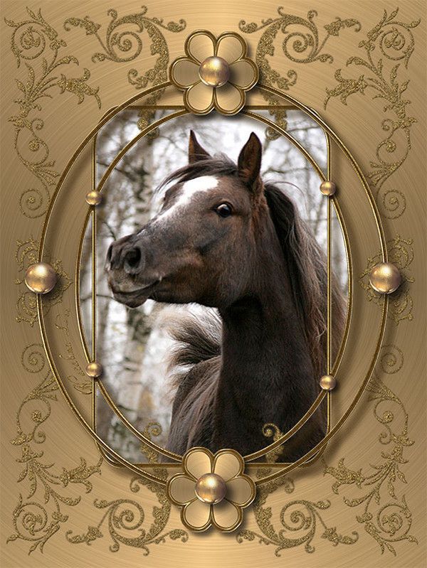 beau cheval en cadre