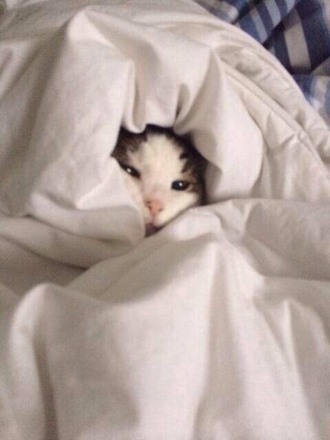 bon matin