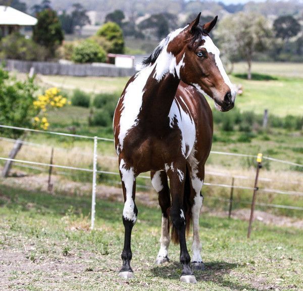 Cheval.....