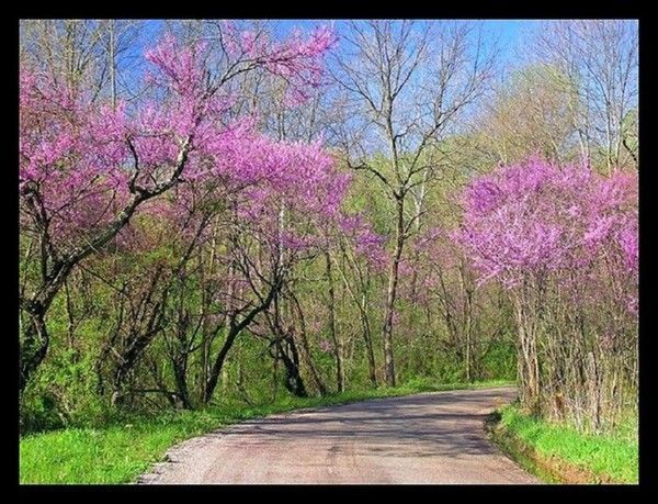 Chemin de printemps