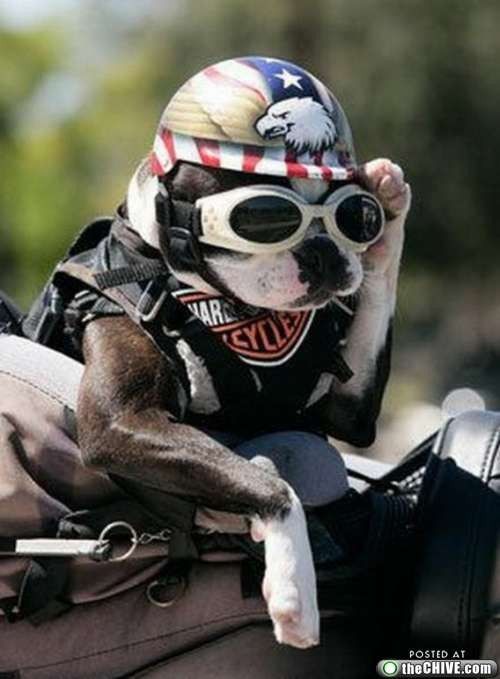 Encore un biker...