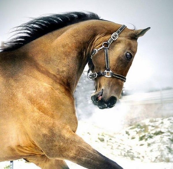 Cheval....