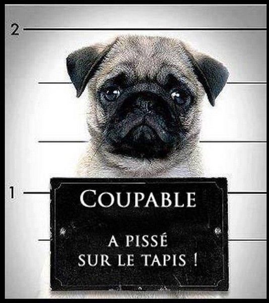 coupable