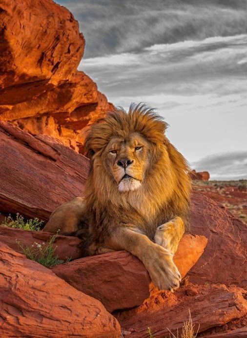 beau lion